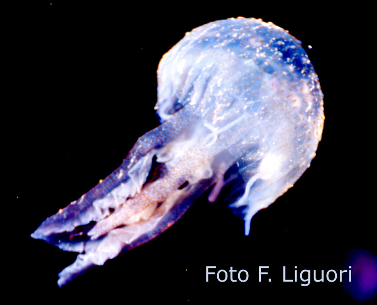medusagrande.jpg (78833 byte)